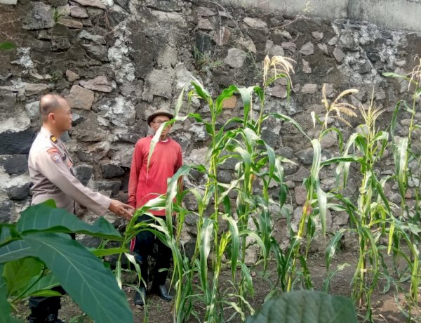 Bhabinkamtibmas Sukorejo Cek Ladang Jagung, Dukung Swasembada Pangan Nasional di Sidoarjo